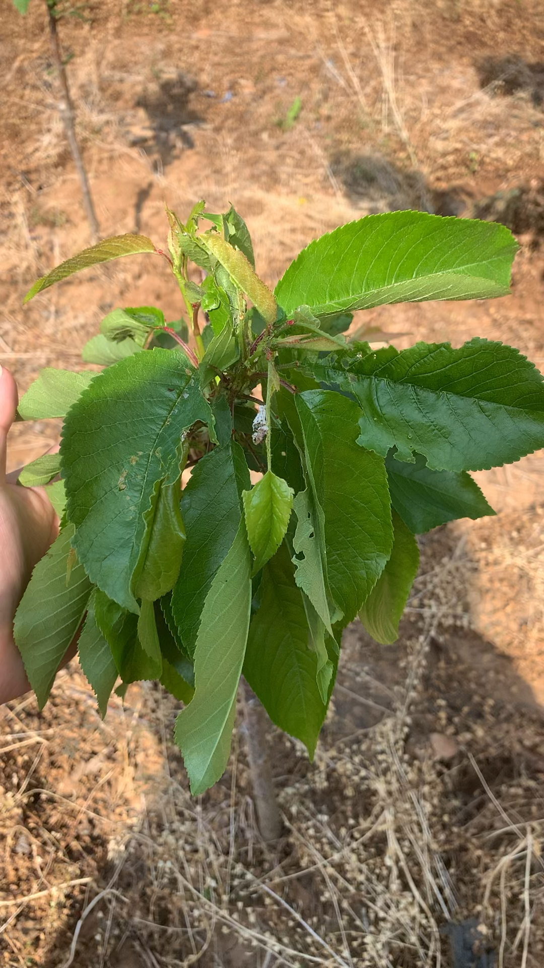 大樱桃树叶片病虫害防治方法-度小视