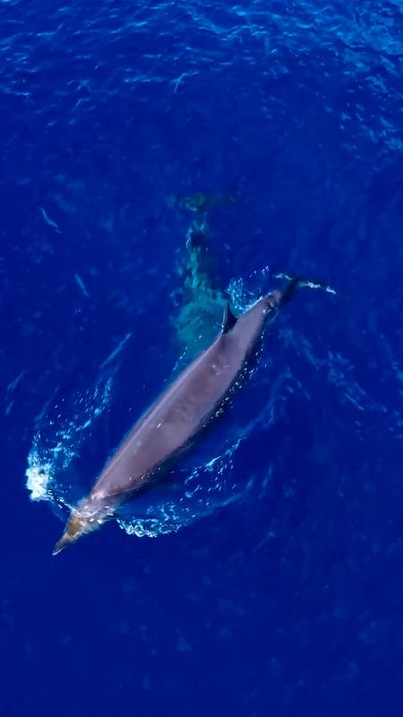 海洋鲸类海洋自由自在的银杏齿中喙鲸成年体长可达5米体重约15吨