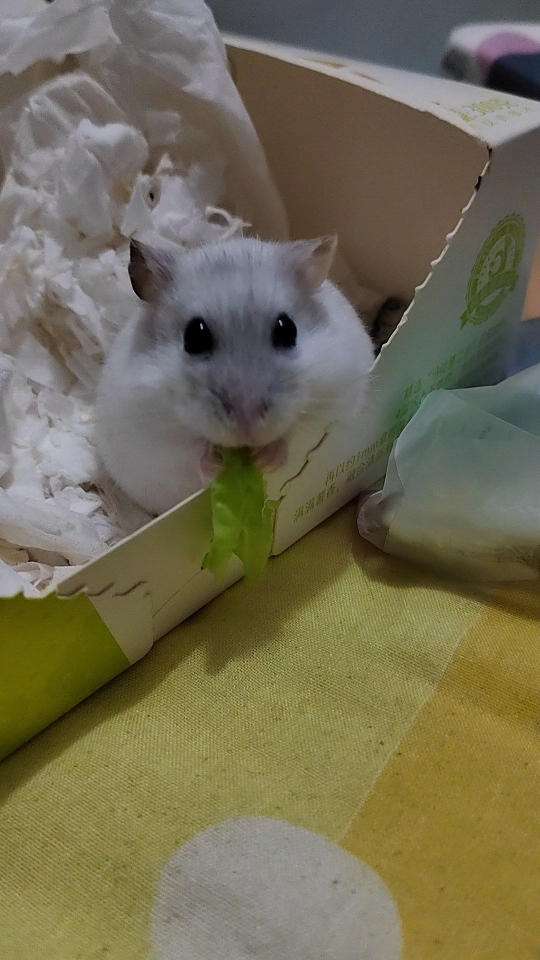 仓鼠#点点白,这小嘴巴,吧唧吧唧吃得好带劲!