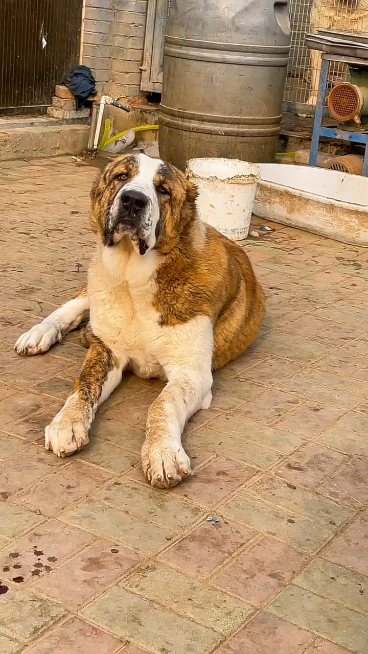 中亚牧羊犬红虎皮中亚牧羊犬