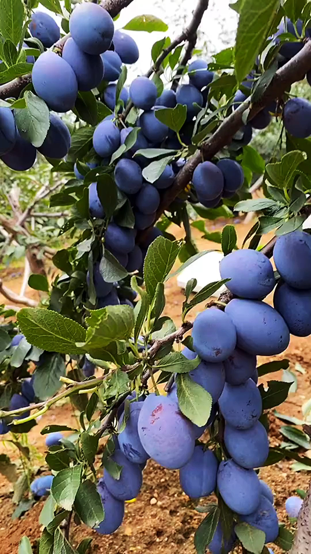 蓝蜜西梅李子结果树