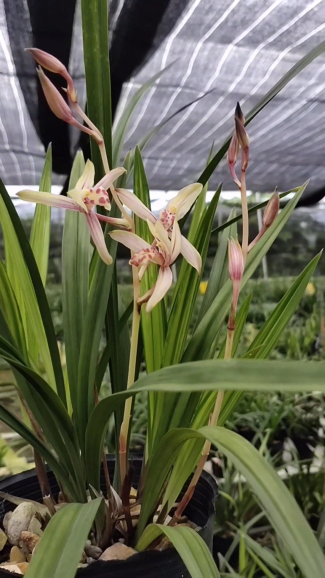 手机摄影#兰花欣赏#建兰绿鸟嘴