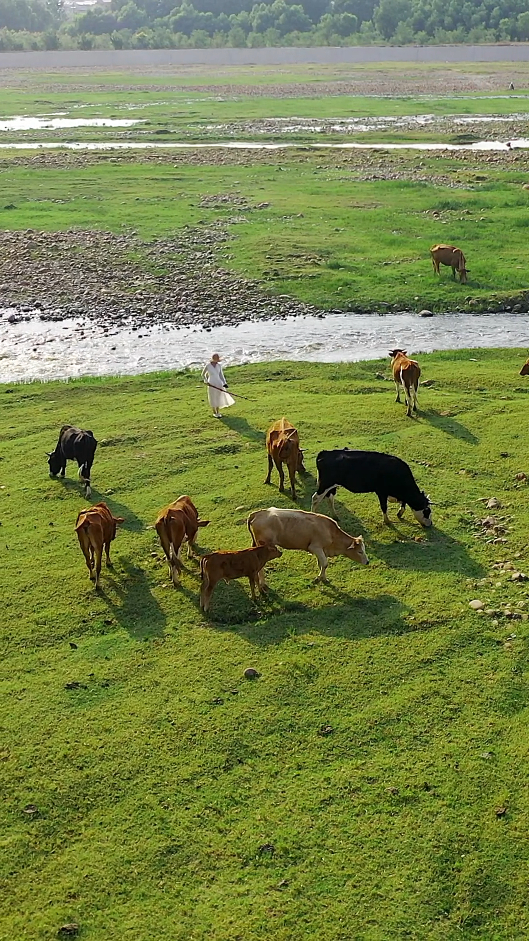 在高温40度天气下,一起来大草原放牛呀!