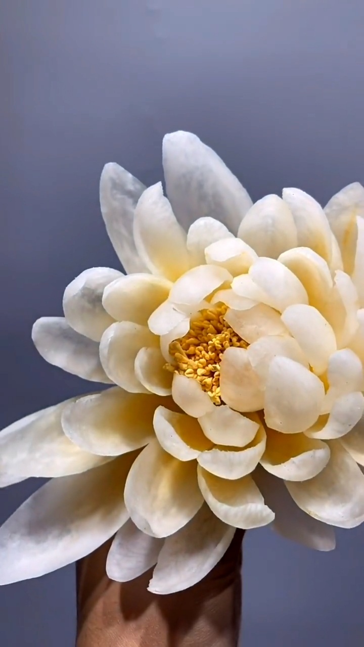 白萝卜雕刻荷花教学.价值千万教学手艺.分享给大家.七星级酒店教程.