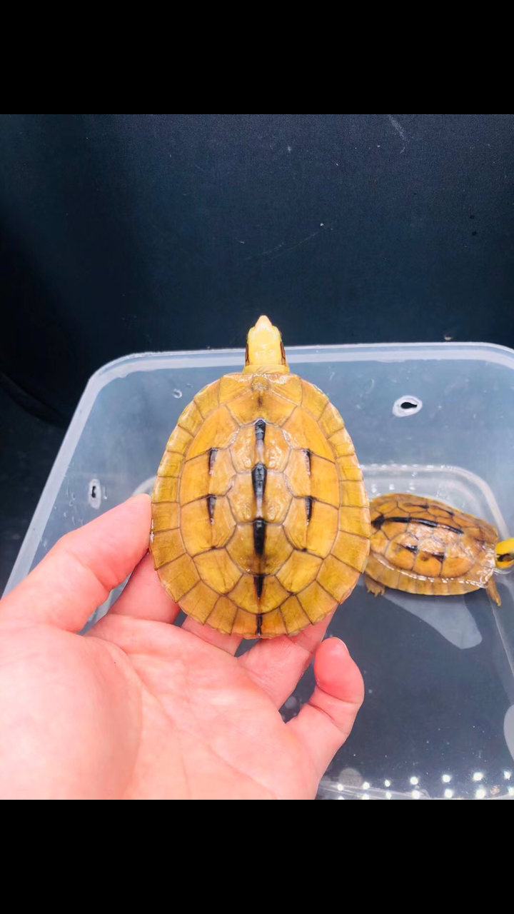金钱龟海南西线大黄头碌,头黄颈黄红肉,少有极品,这样的宠物你们喜欢