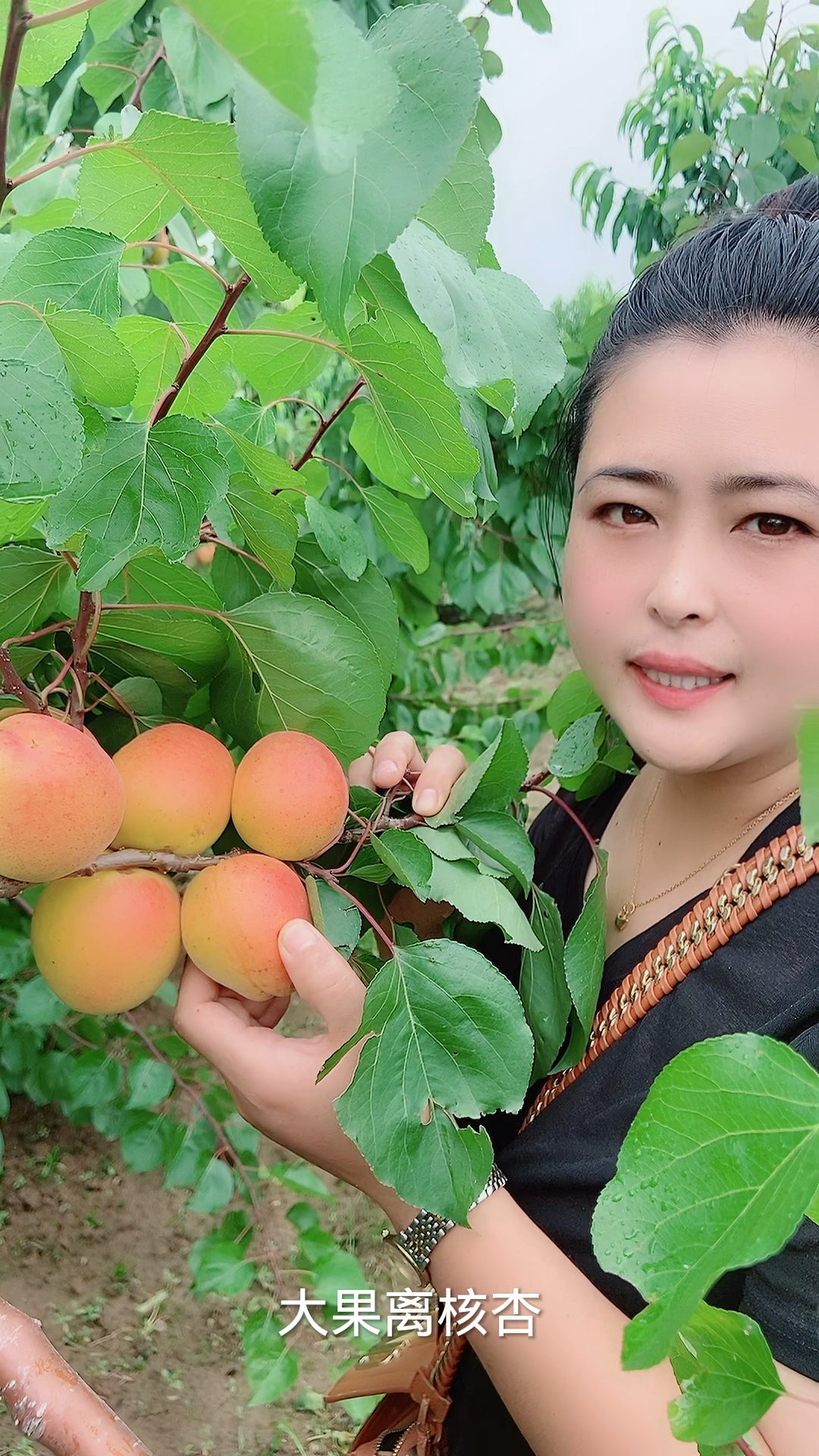 大果离核杏树苗