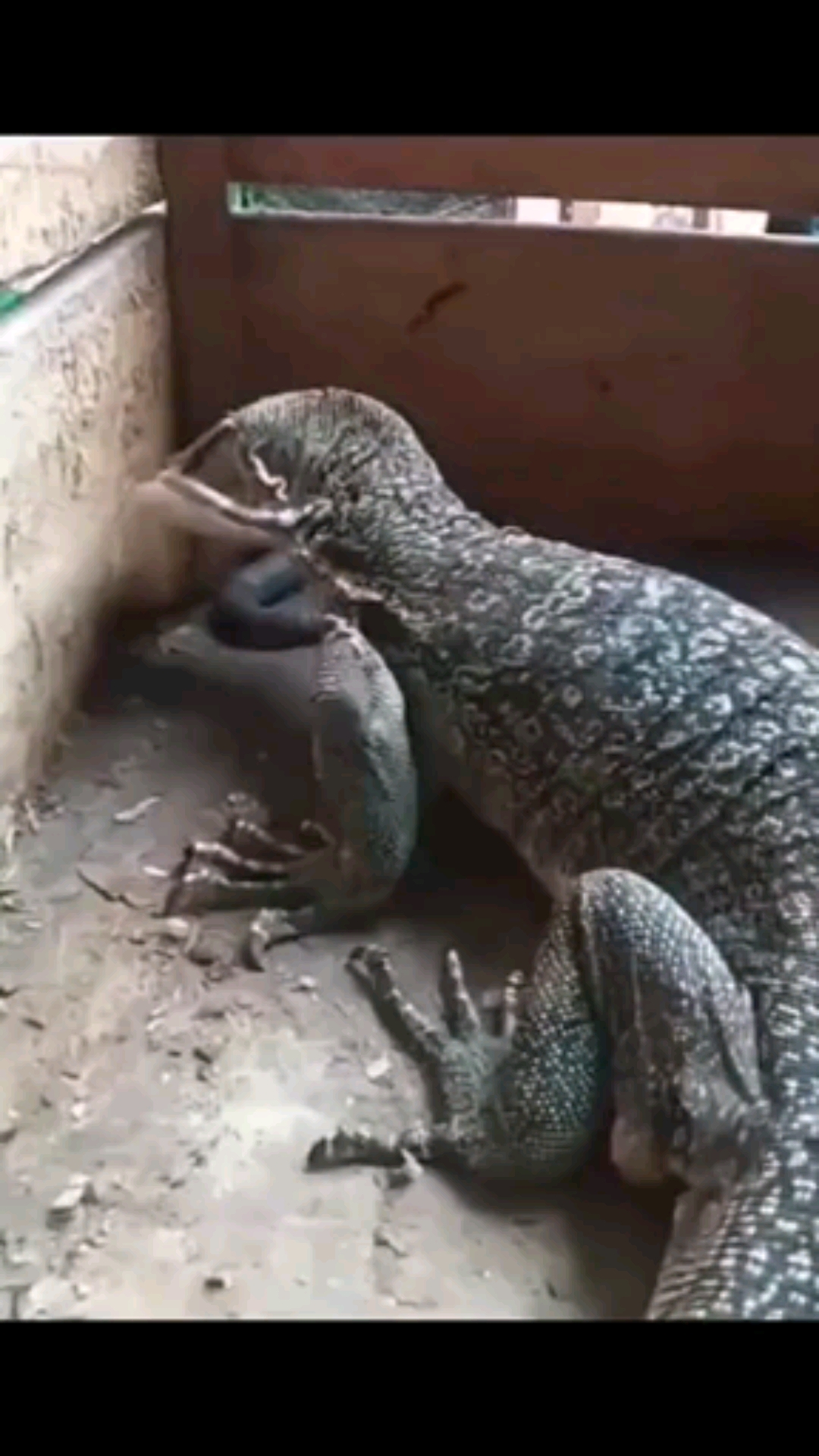 名场面告诉你什么叫做降维打击:巨型蜥蜴大战蟒蛇,像吃辣条一样把蛇给