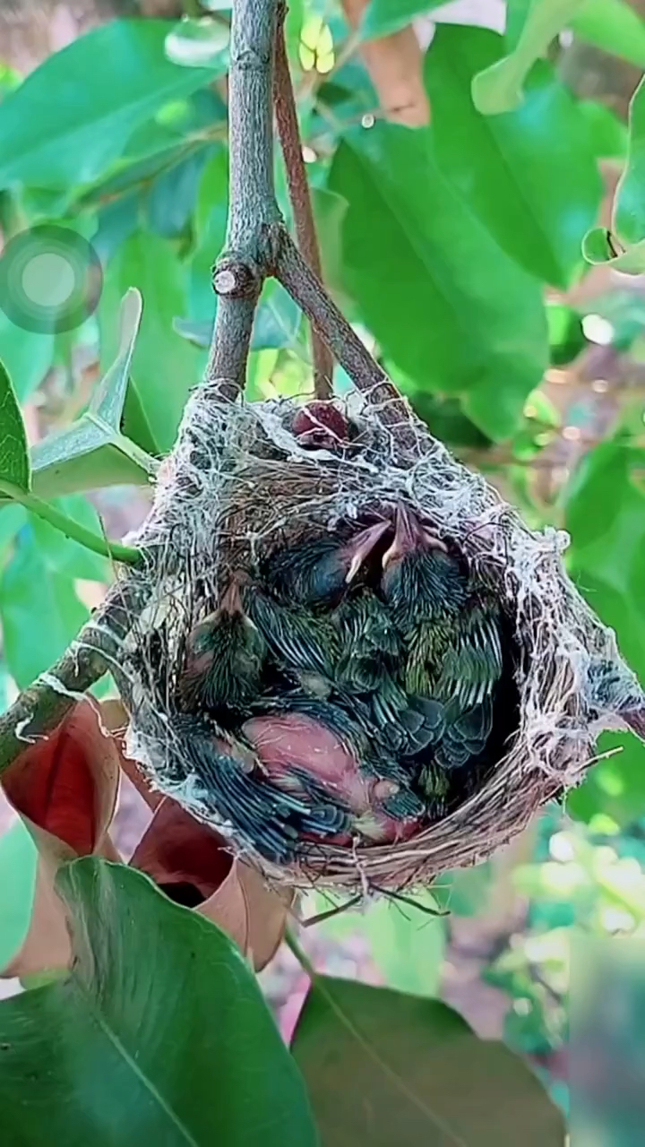 刚刚出壳的绣眼鸟