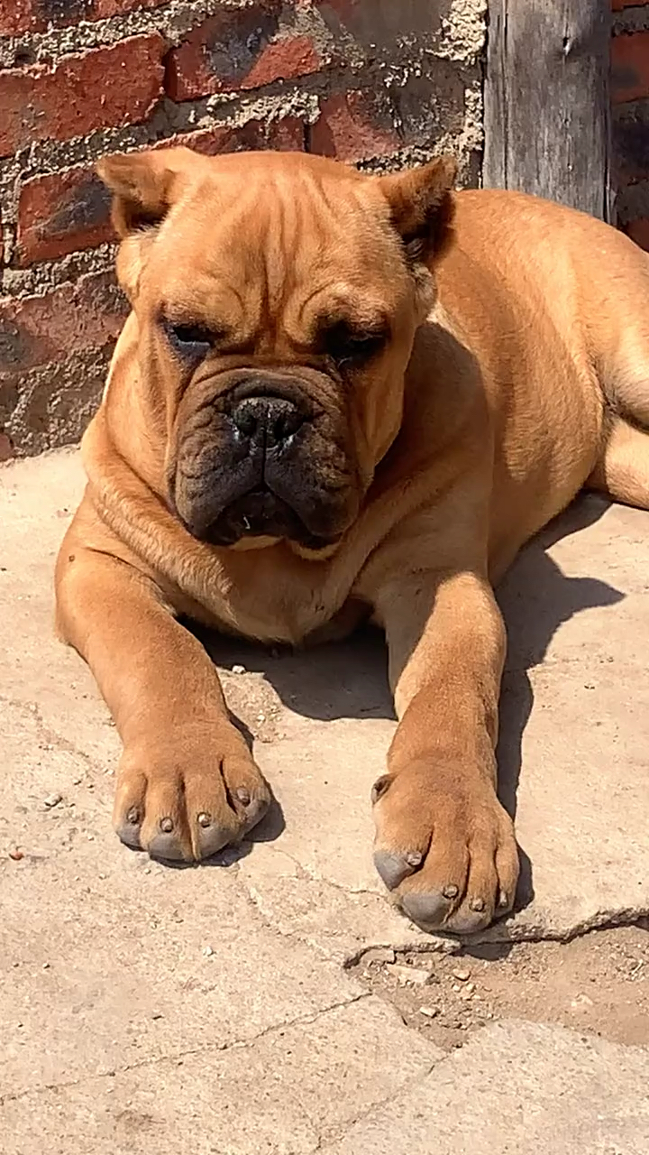 铁面卡斯罗犬#铁面