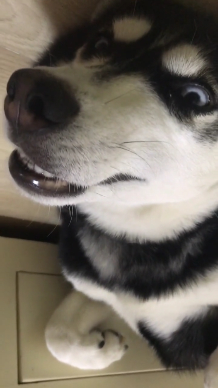 哈士奇#睡觉的姿势我是没谁了
