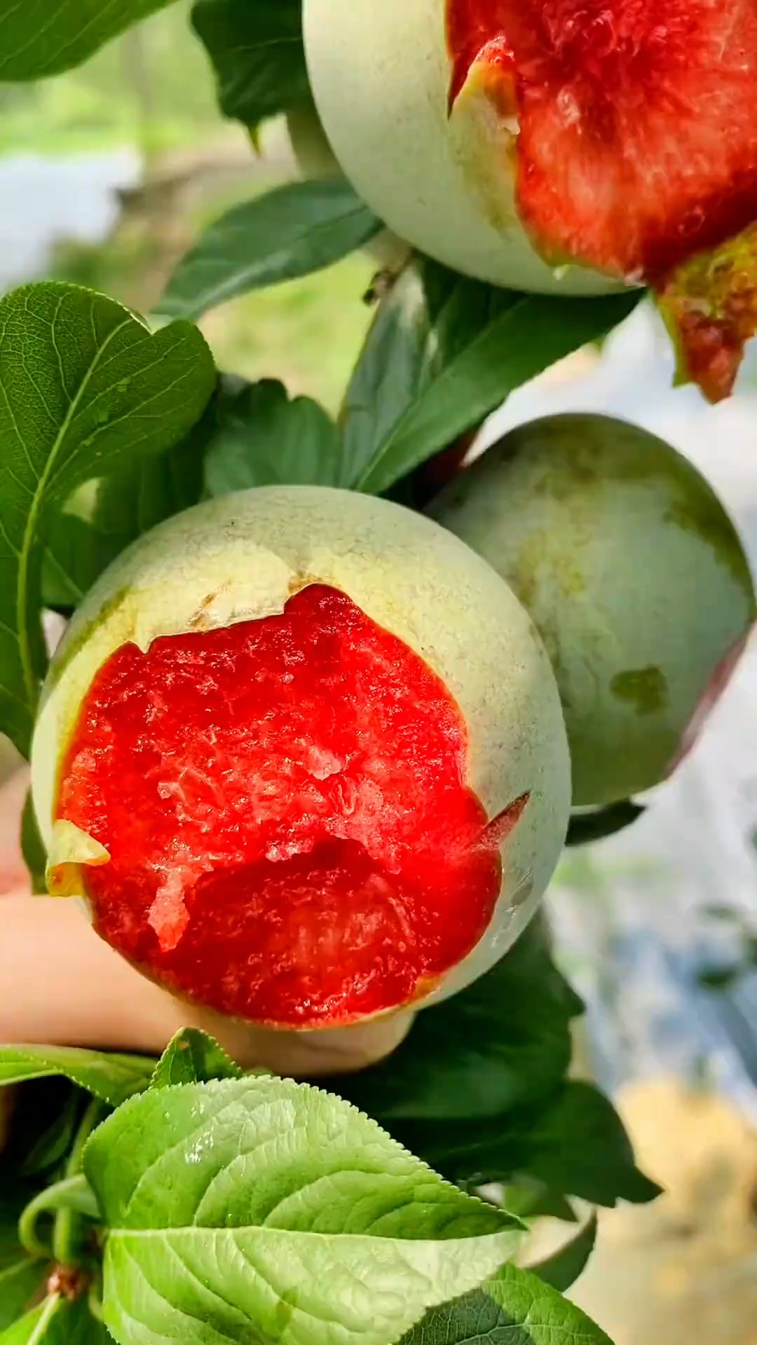 美国杏李系列,,味帝李子树苗南北方均可种植-度小视