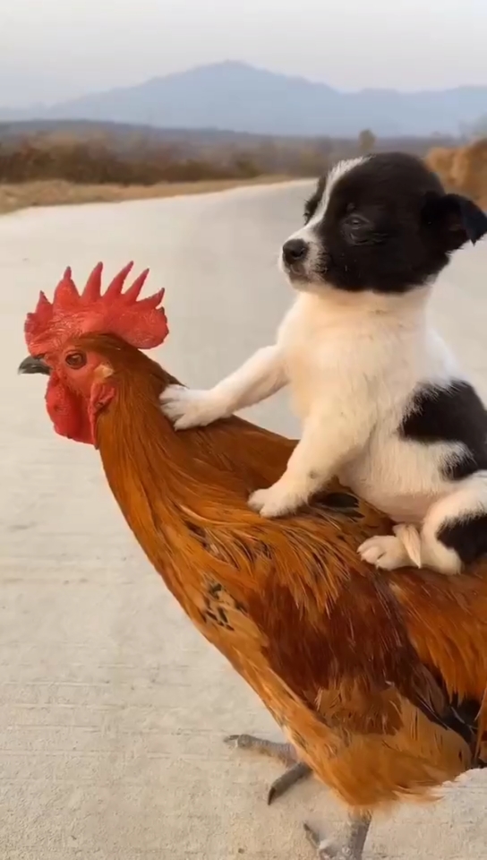 狗#天天骑着大公鸡!