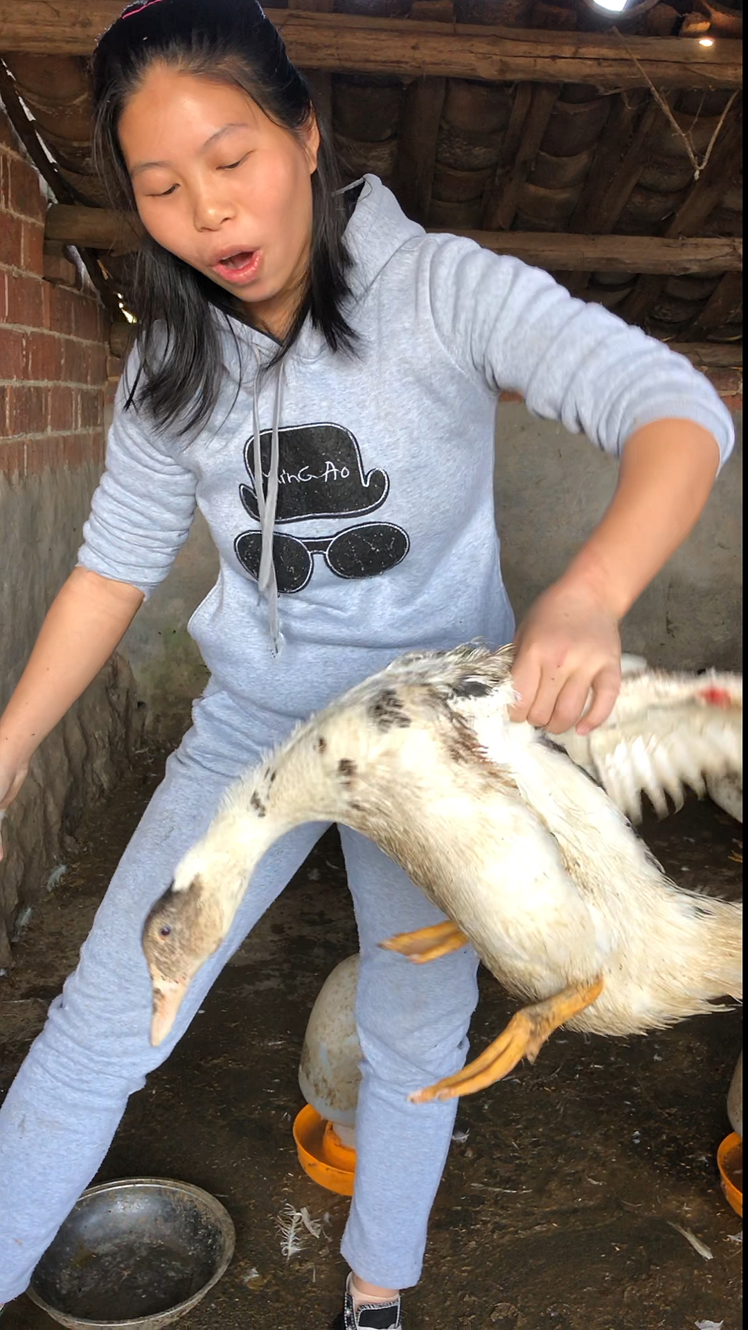 抓了一只六斤多大肥鸭