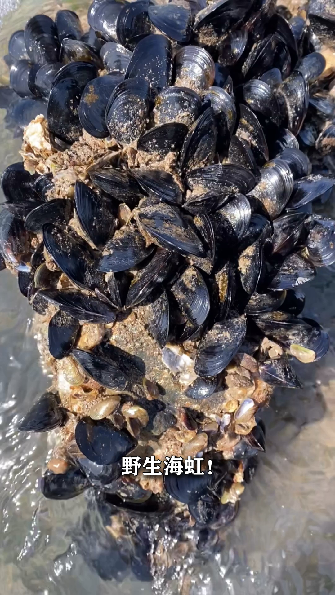 大白赶海捉到野生海虹,收获满满的一天!