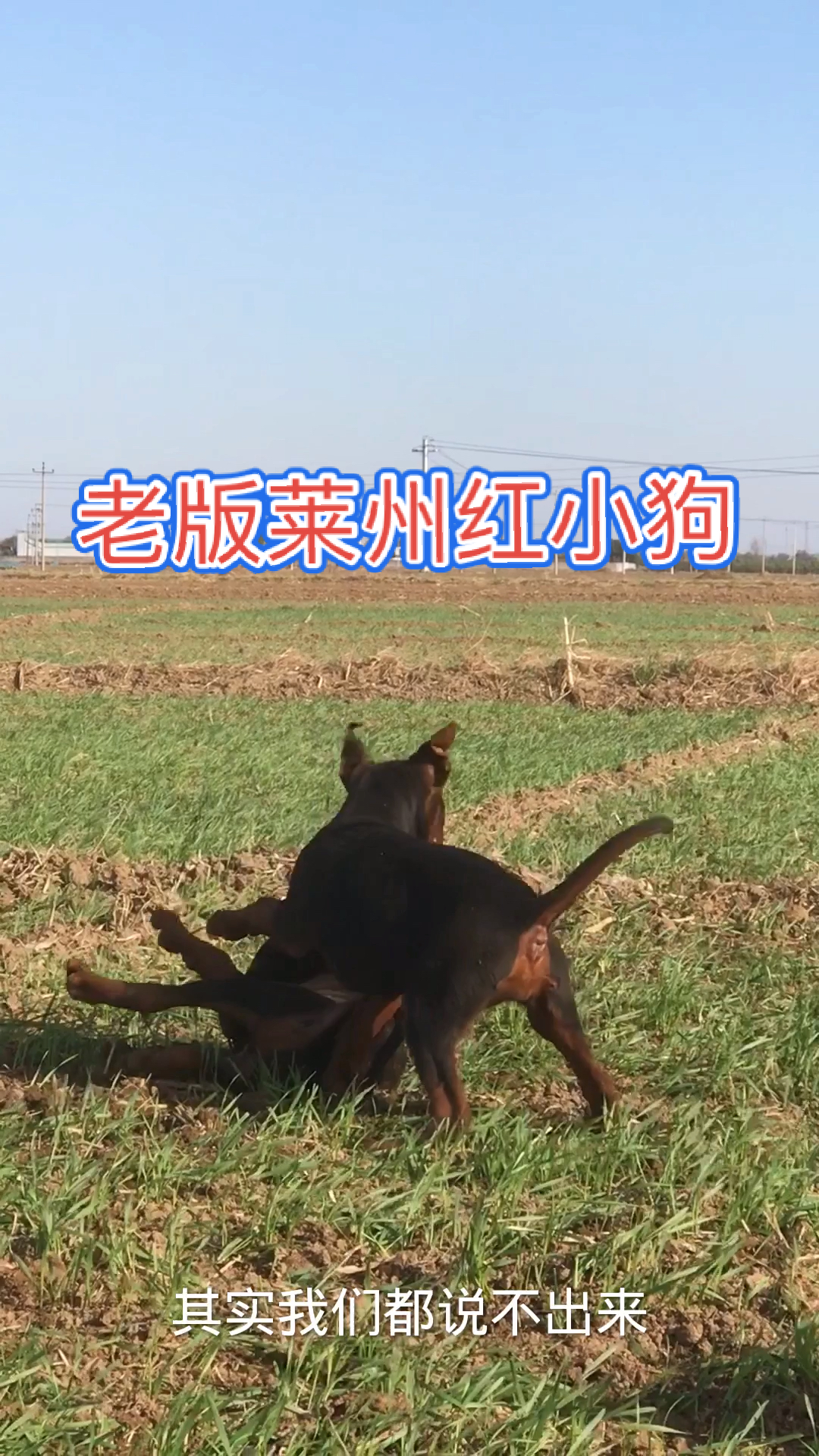 莱州红犬老版莱州红小狗自立耳前后双开成年上跨马甲背纯老血有喜欢老