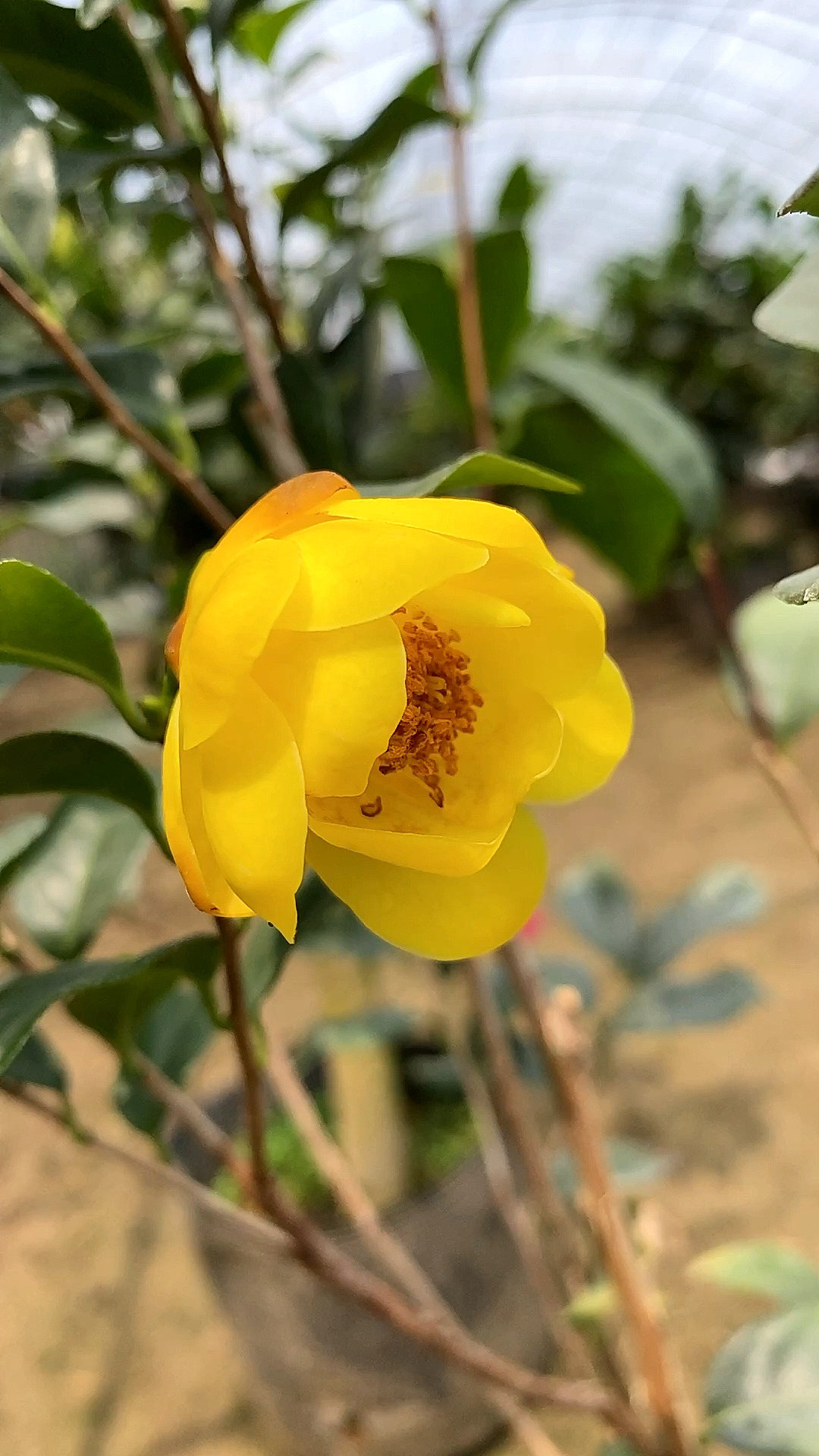 四季崇左金花茶!