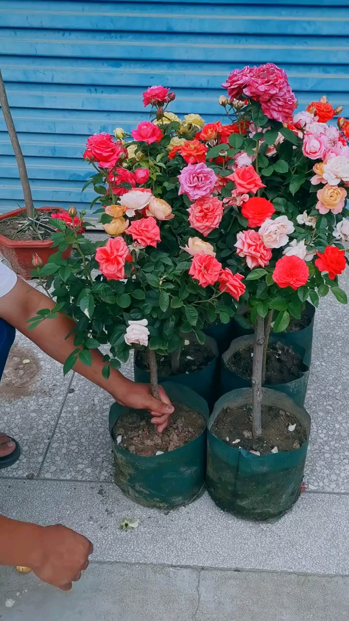 开花多色棒棒糖月季