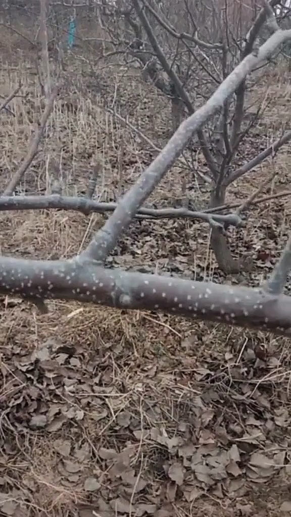 果树修剪之背上枝修剪方法,分享更多果树剪枝技巧