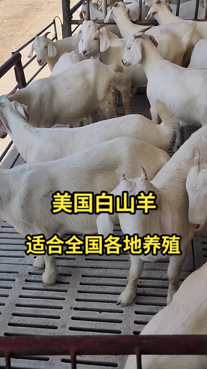 美国白山羊,抗病能力强,适合南北方养殖.
