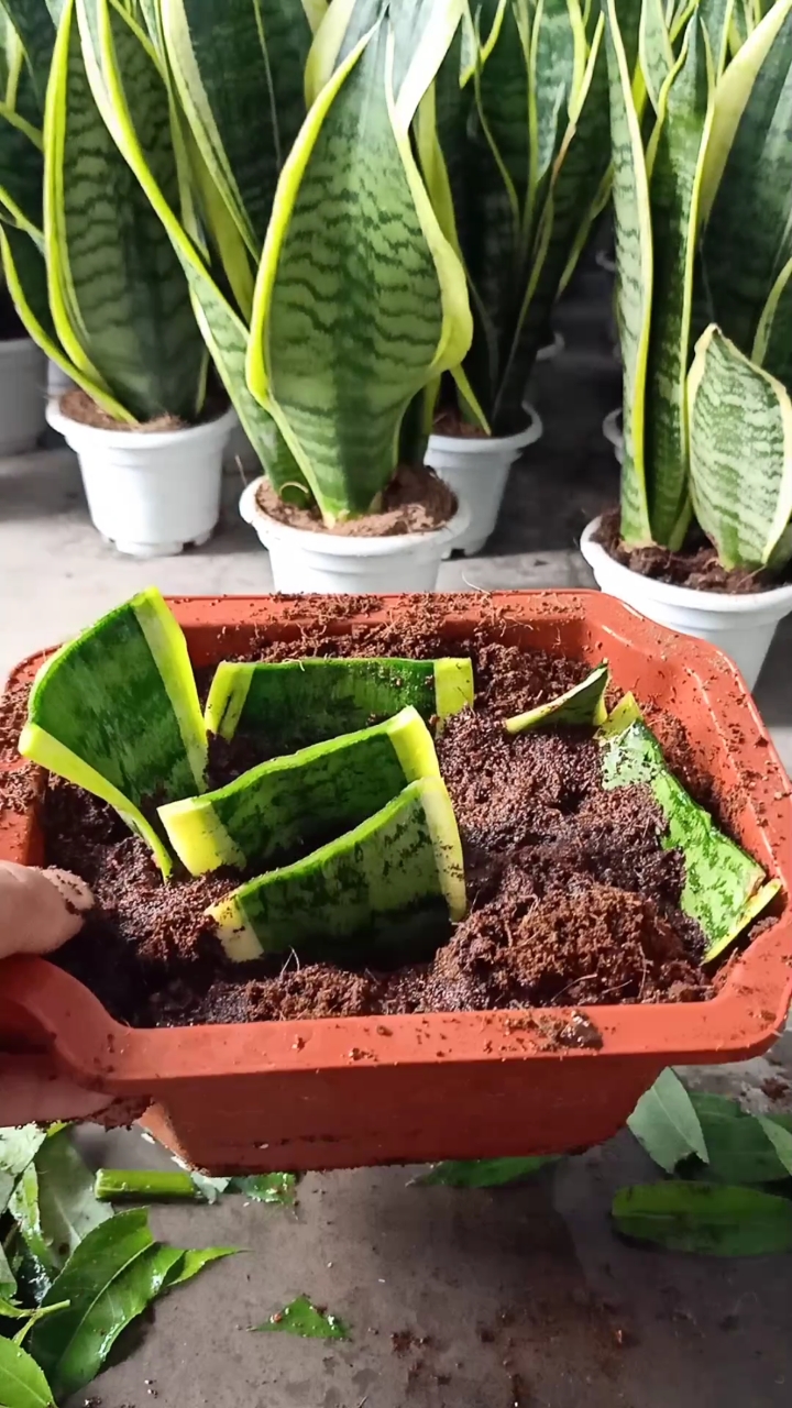 扦插高手#虎皮兰叶插技术,成活率极高,一般人不会