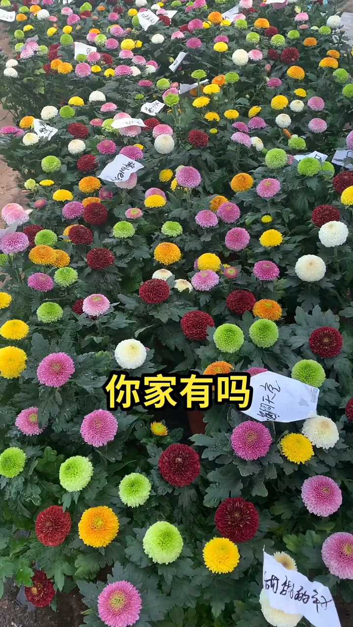 乒乓菊颜色多喜欢的双击加关注