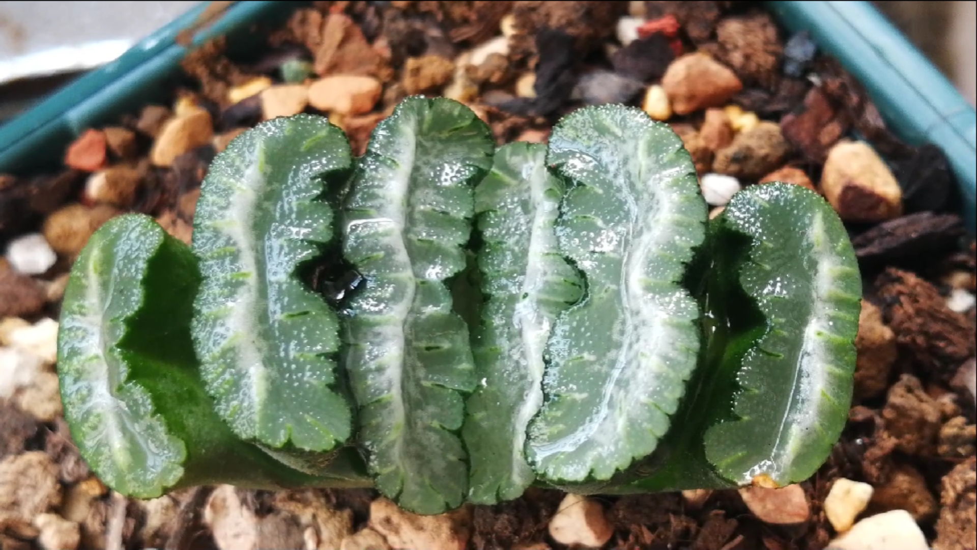 一花一世界#多肉十二卷福娘玉扇