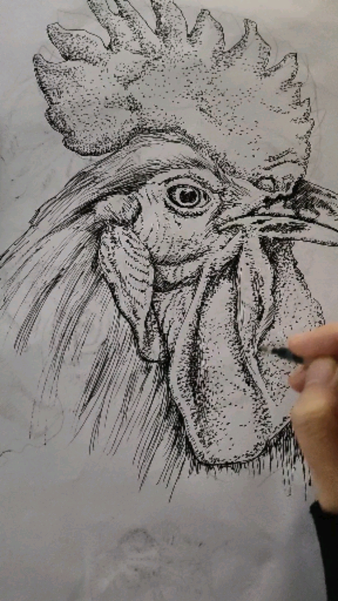 公鸡素描画法图片