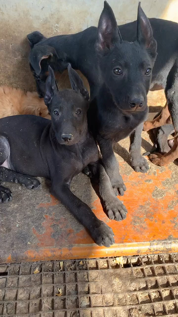 我要上热门#小黑狼