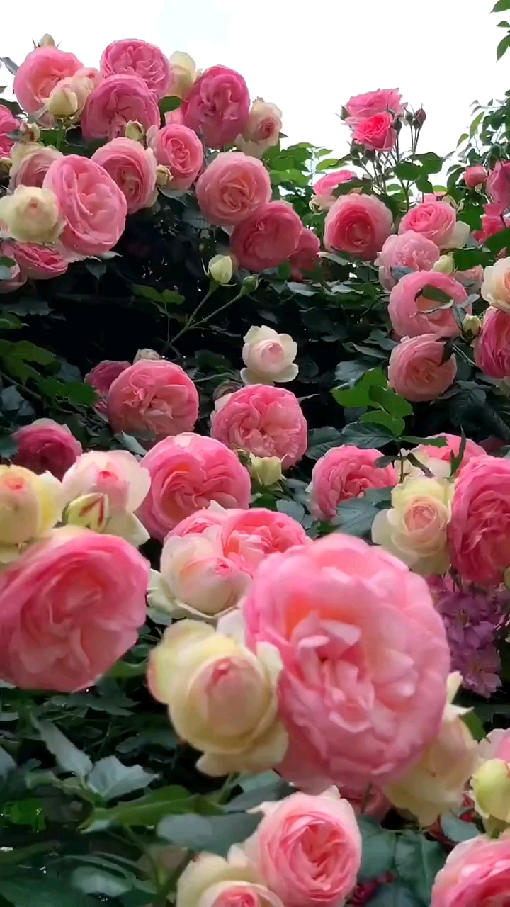 藤本月季粉色龙沙宝石太美了