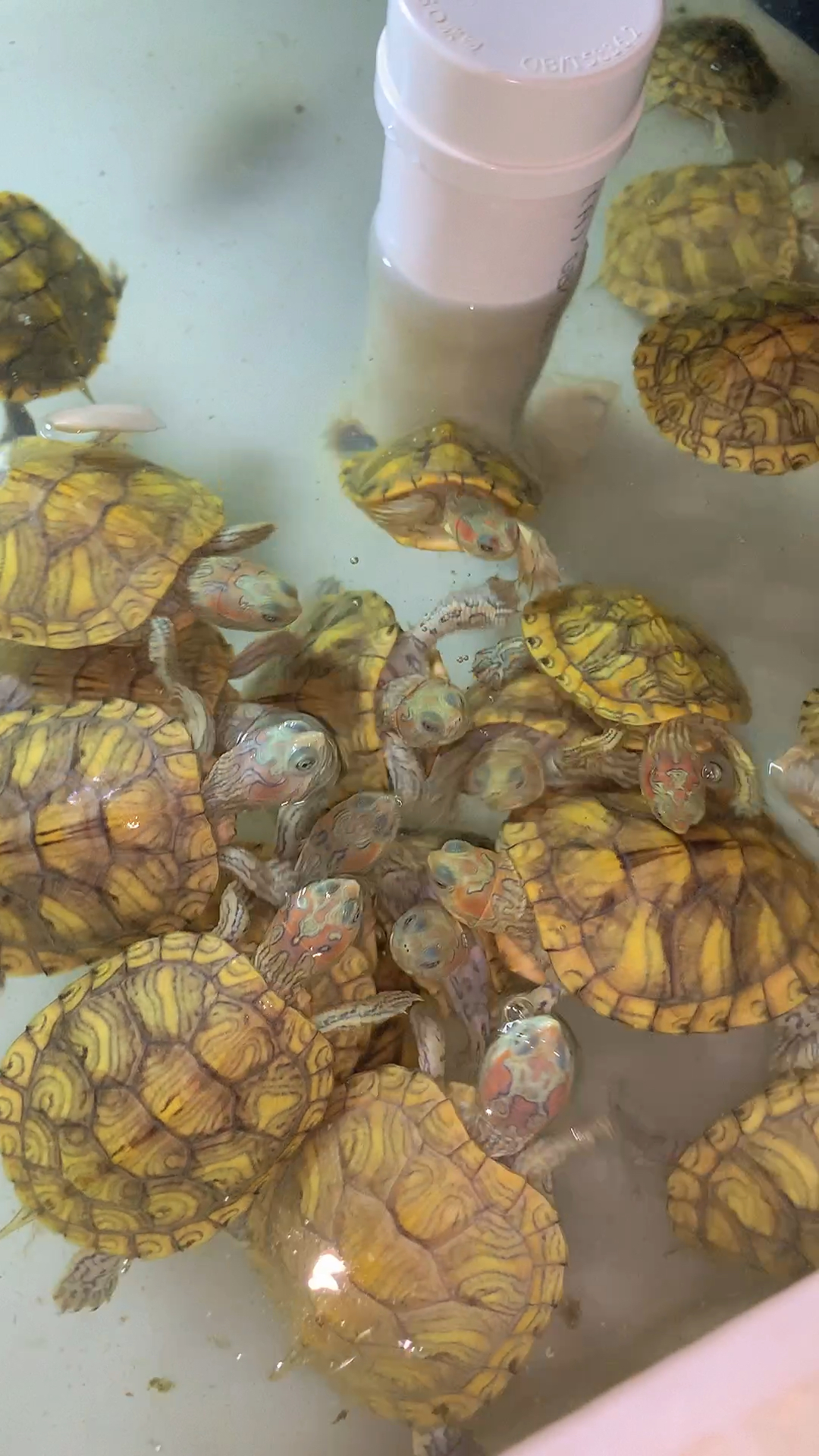 我家宠物不一样#彩巴孔雀巴西龟!养龟日常!萌宠的日记!