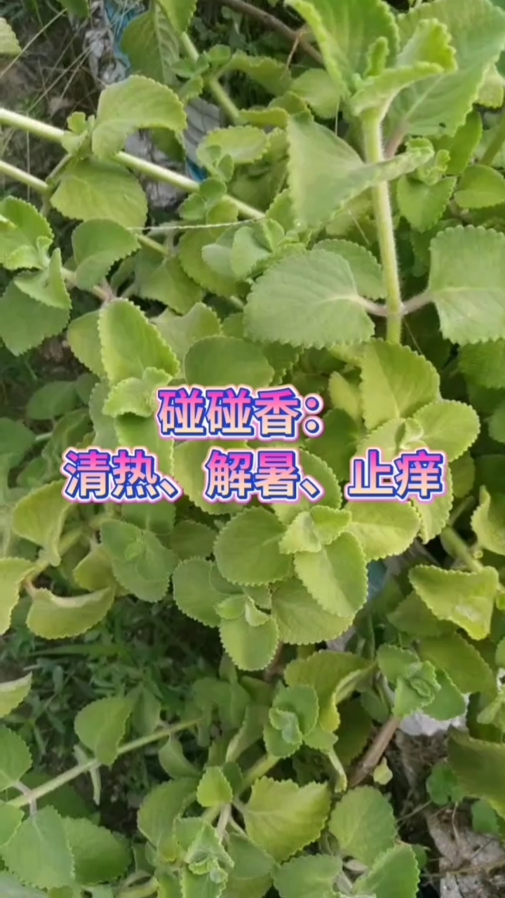 到手香:左手香,藿香,洋薄菏,排香草,还魂草,碰碰香.