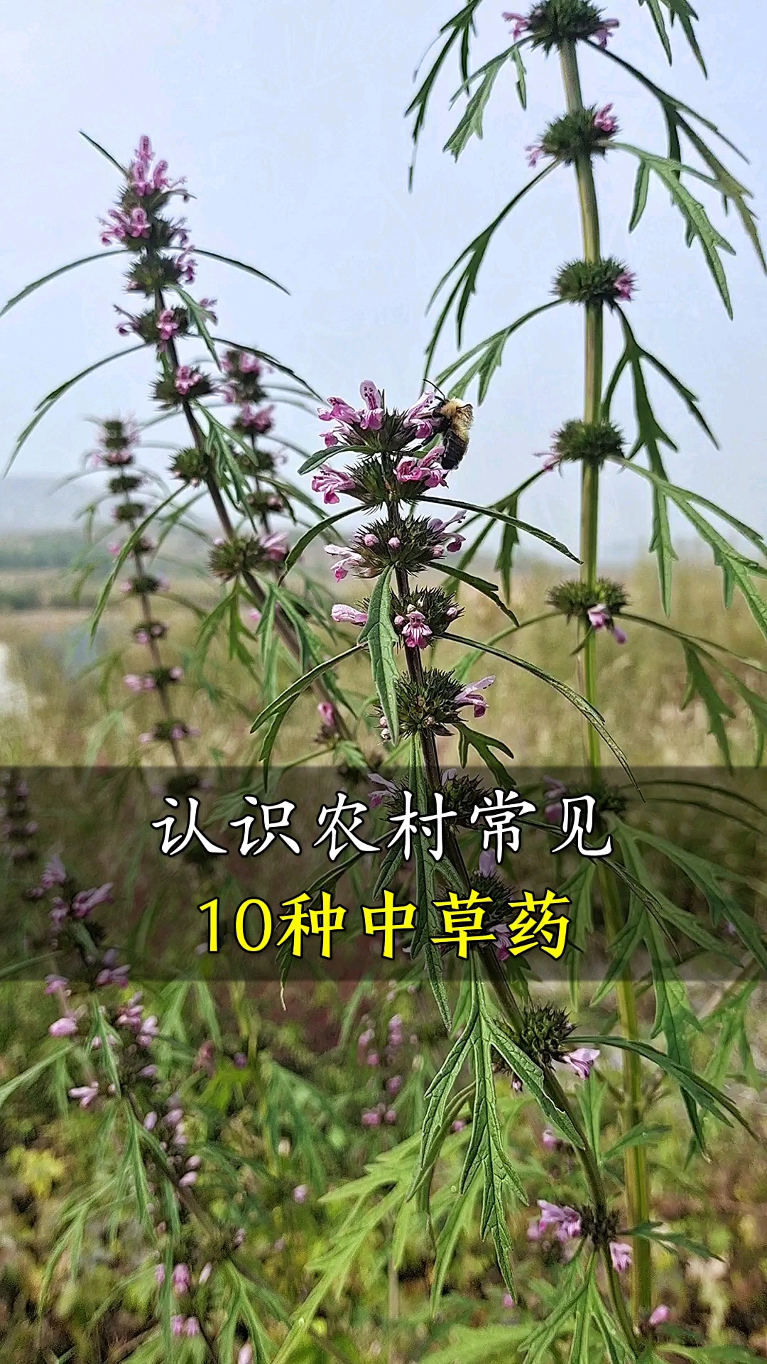 一起认识365种中草药认识农村常见10种中草药