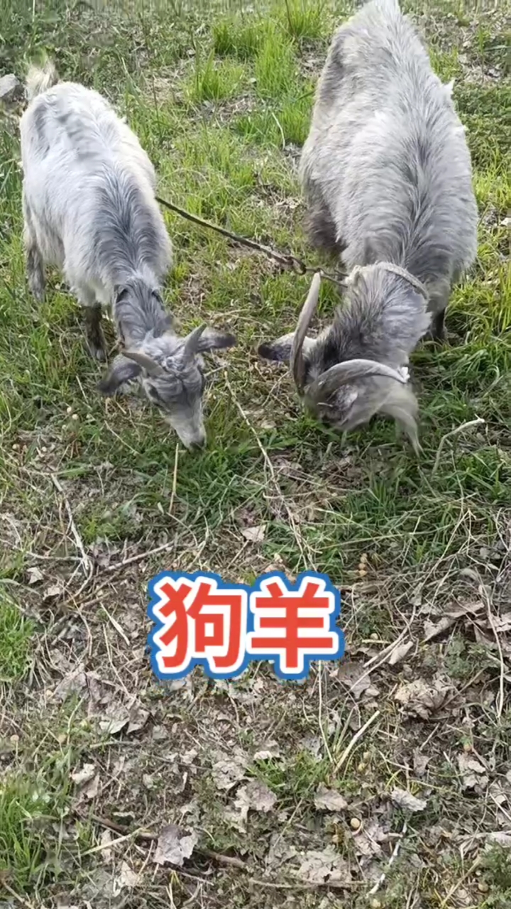 鲁西南青山羊的繁殖图片