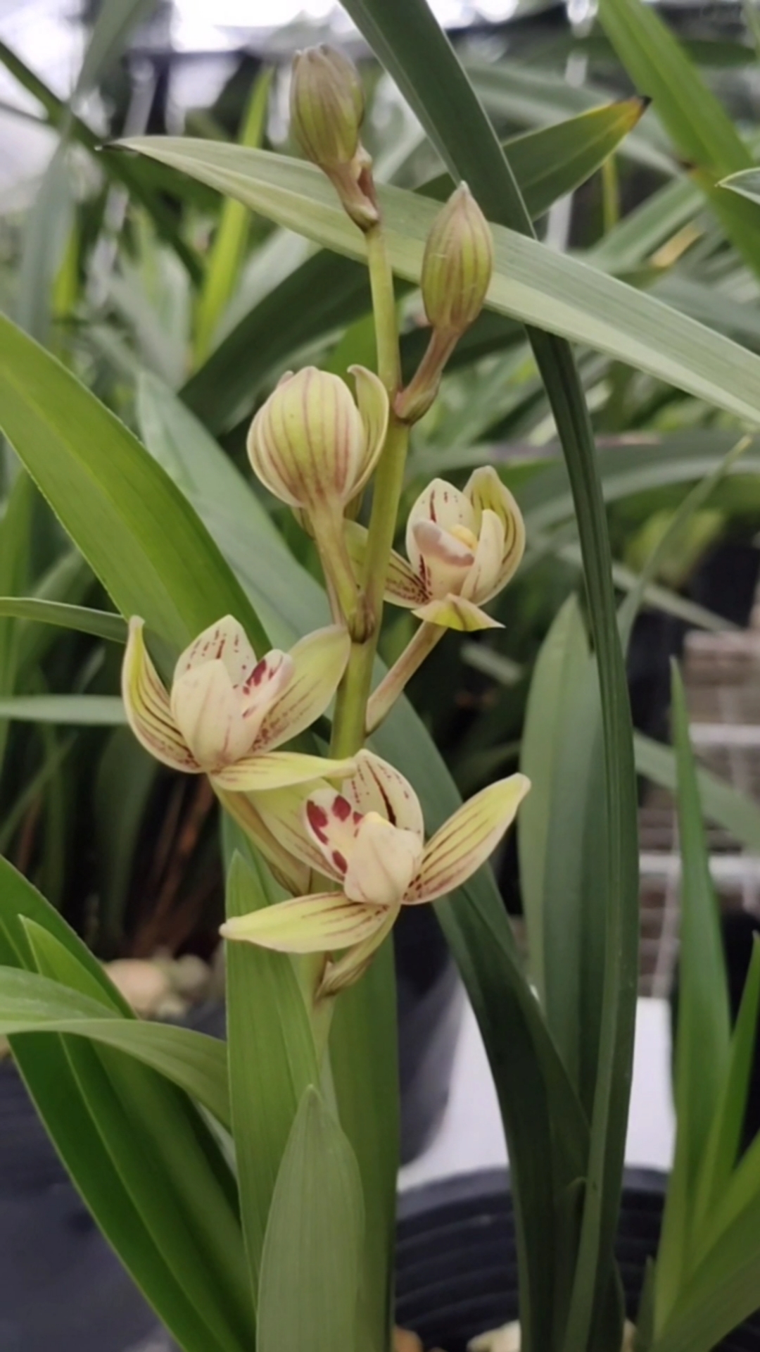 手机摄影#兰花欣赏#建兰君荷