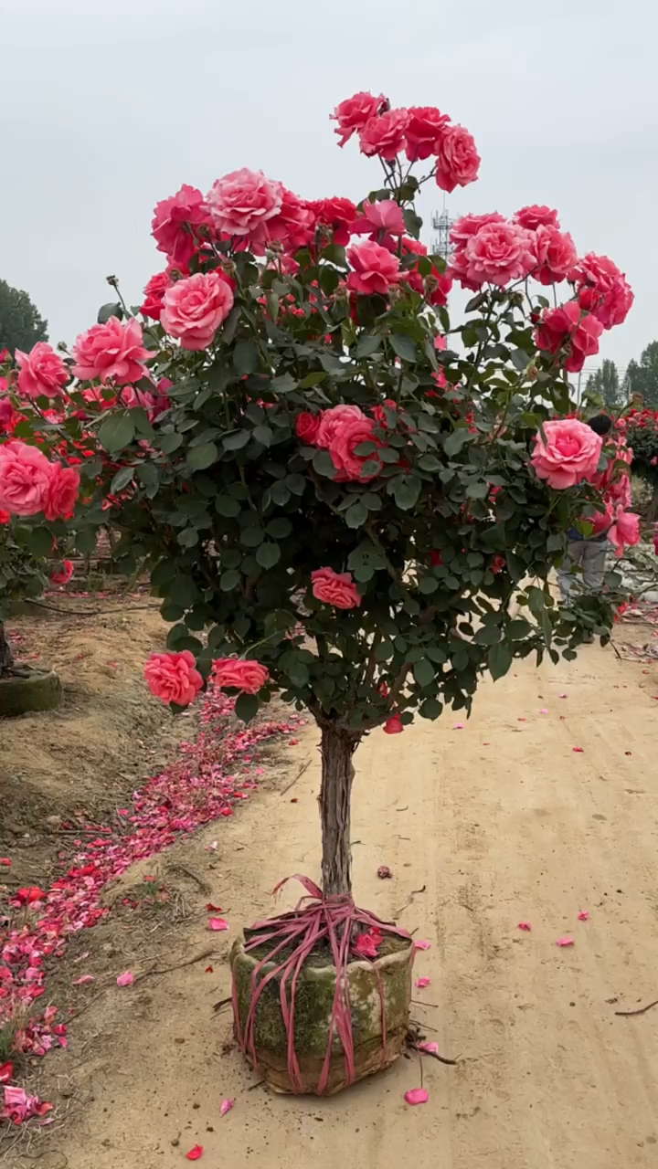 树桩月季系列,大花国月,红扇-度小视