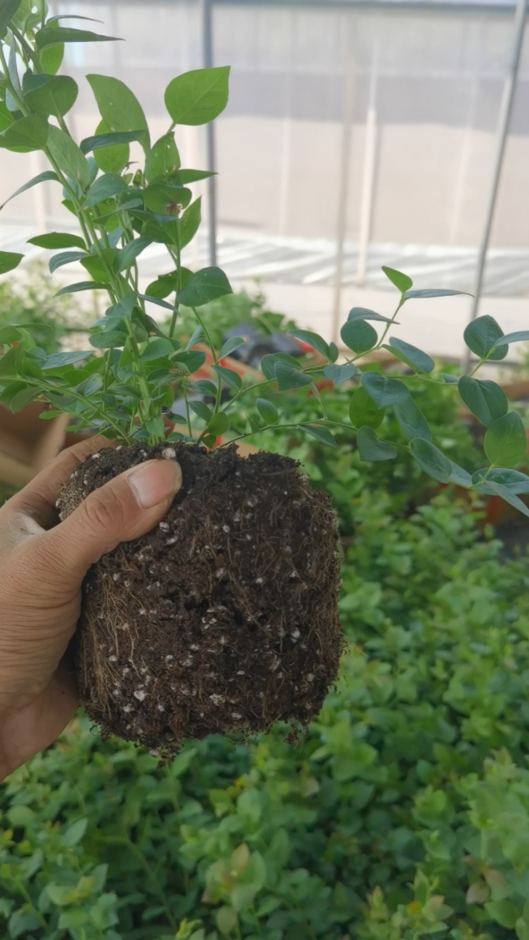 组培基质f6蓝莓苗,营养钵f6蓝莓苗-度小视