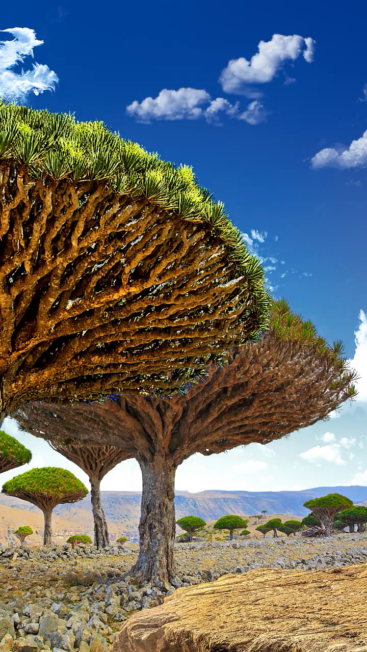 龙血树,一种非常古老的树种,它有着亮红色的汁液,寿命可达千年.