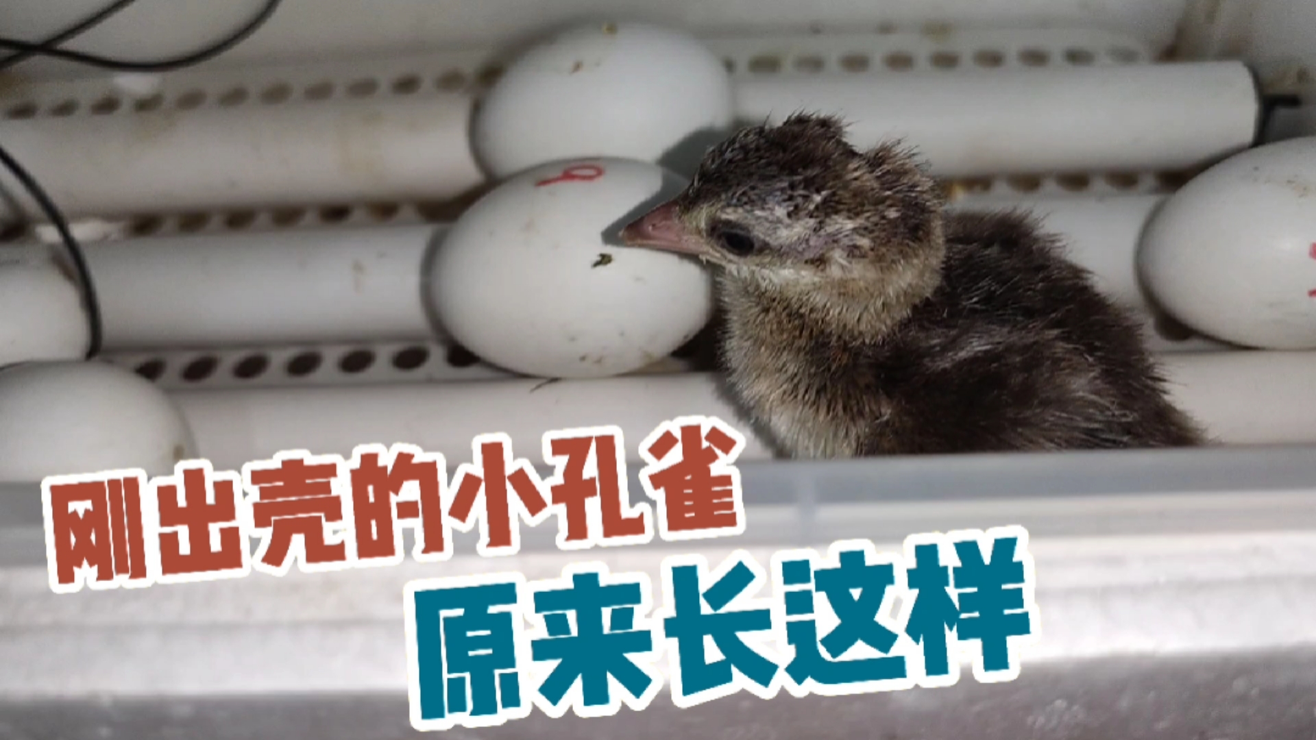 宠物丑萌大赛#不是所有动物都小时候最可爱好看,刚出壳的小孔雀真心