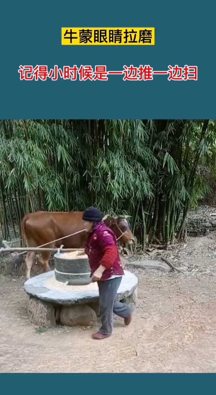 牛蒙住眼睛拉磨,记得小时候是一边推一边扫的～你那里现在还有吗?
