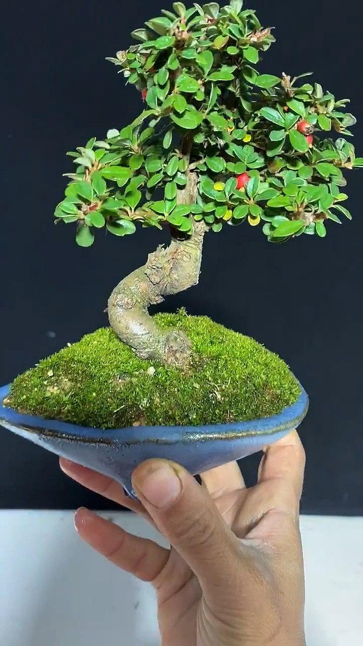 小叶白花珍珠荀子四季不落叶