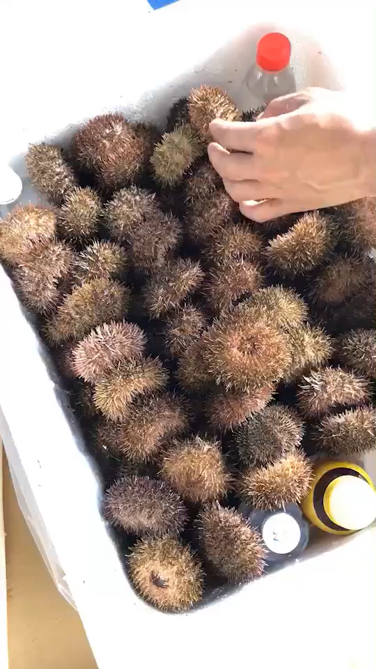 马胆,马粪胆,海胆