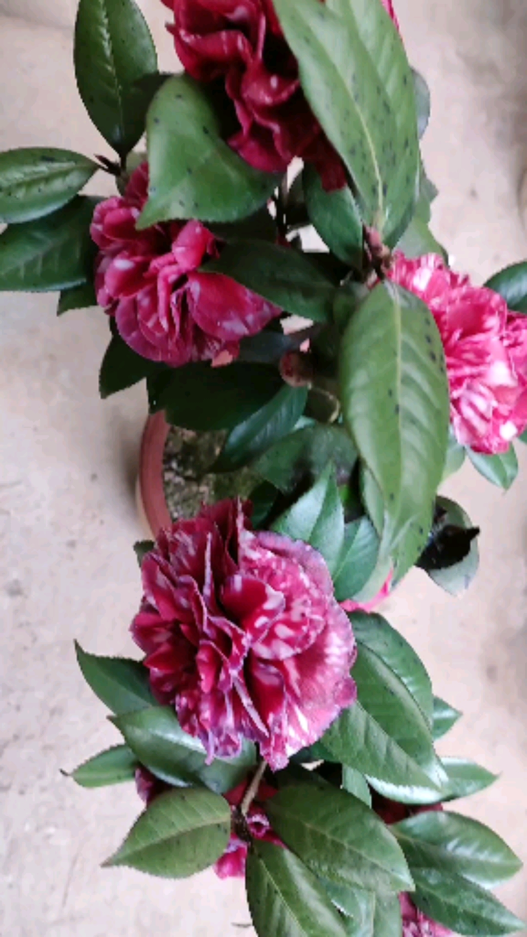 紫叶贝拉大玫瑰.有喜欢茶花的双击加关注,谢谢