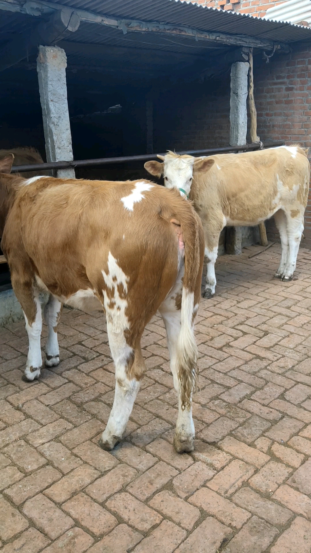 西门塔尔小母牛