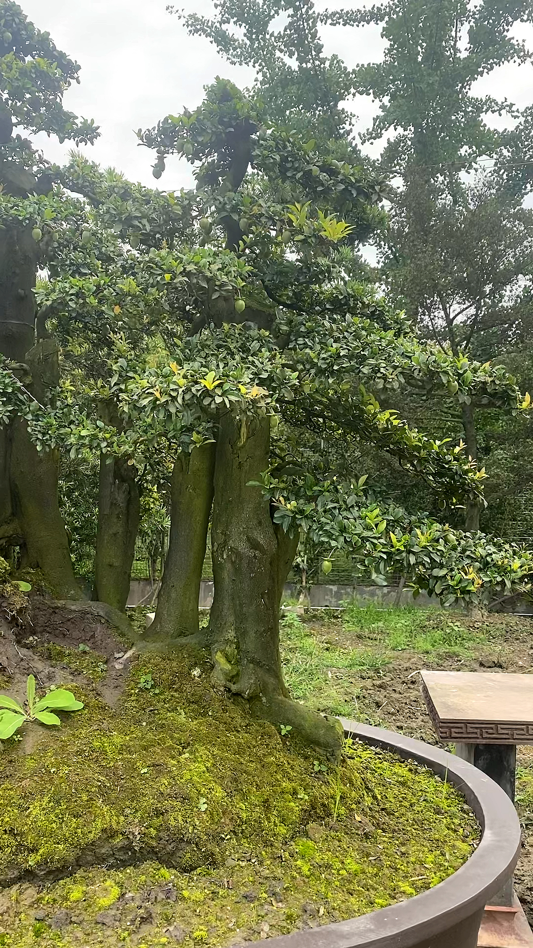 千奇百怪盆景桩大型金弹子庭院选用