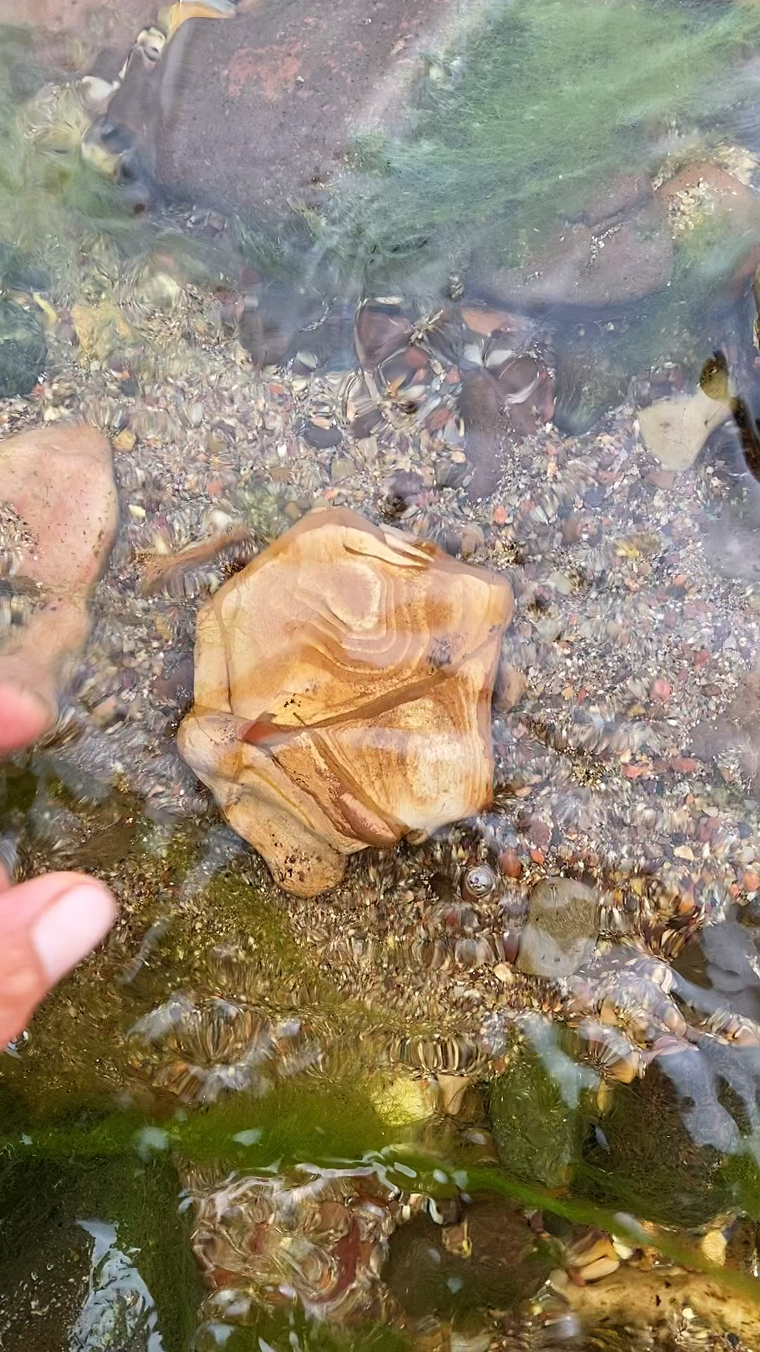 捡石头清澈的河水里捡石头