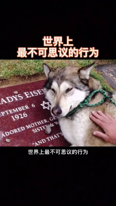 世界之最世界上最不可思议的行为这些动物行为真心让人觉得不可思议