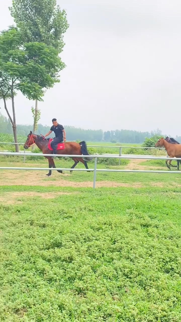 养马场乘骑马,景区个人乘骑大马野骑马
