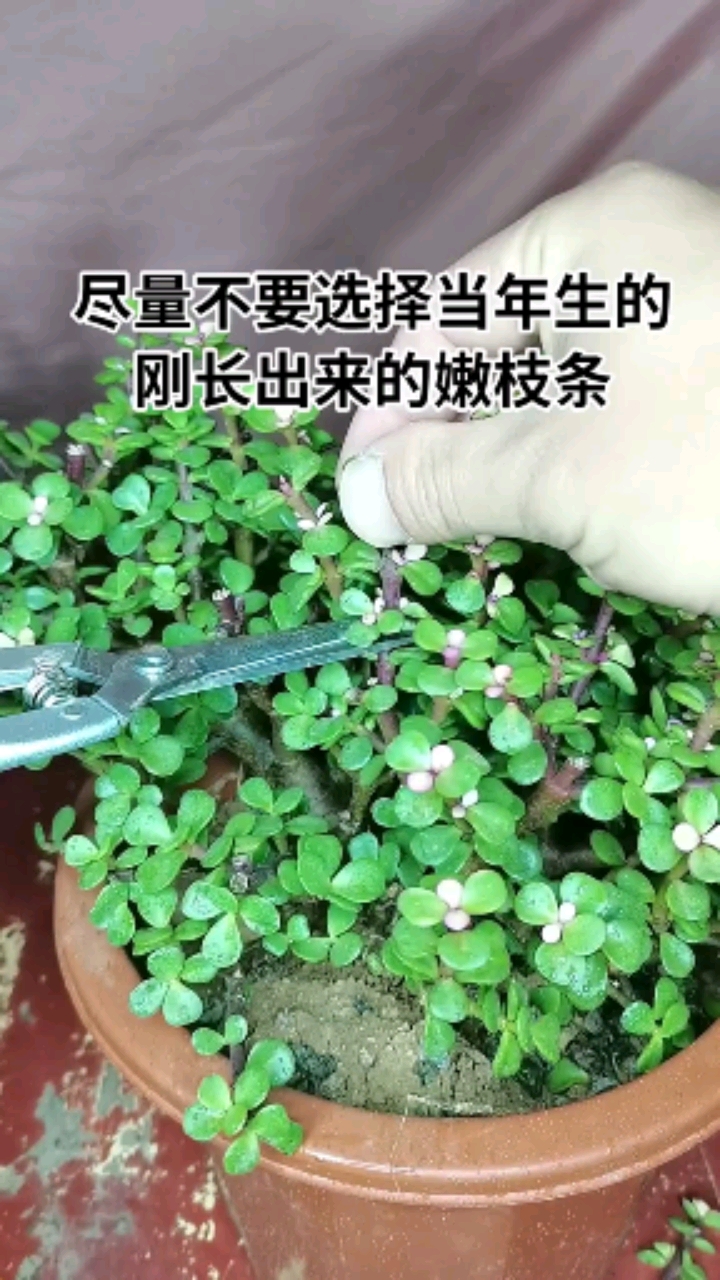 花卉绿植扦插金枝玉叶特别容易成活,在选择扦插枝条的时候,只要下是
