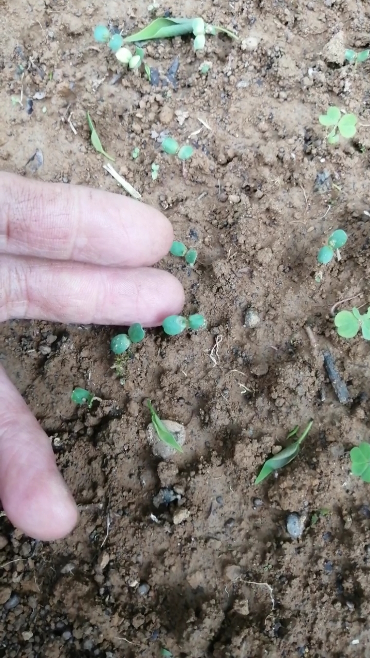 盆景#榆树播种～已经发芽了!