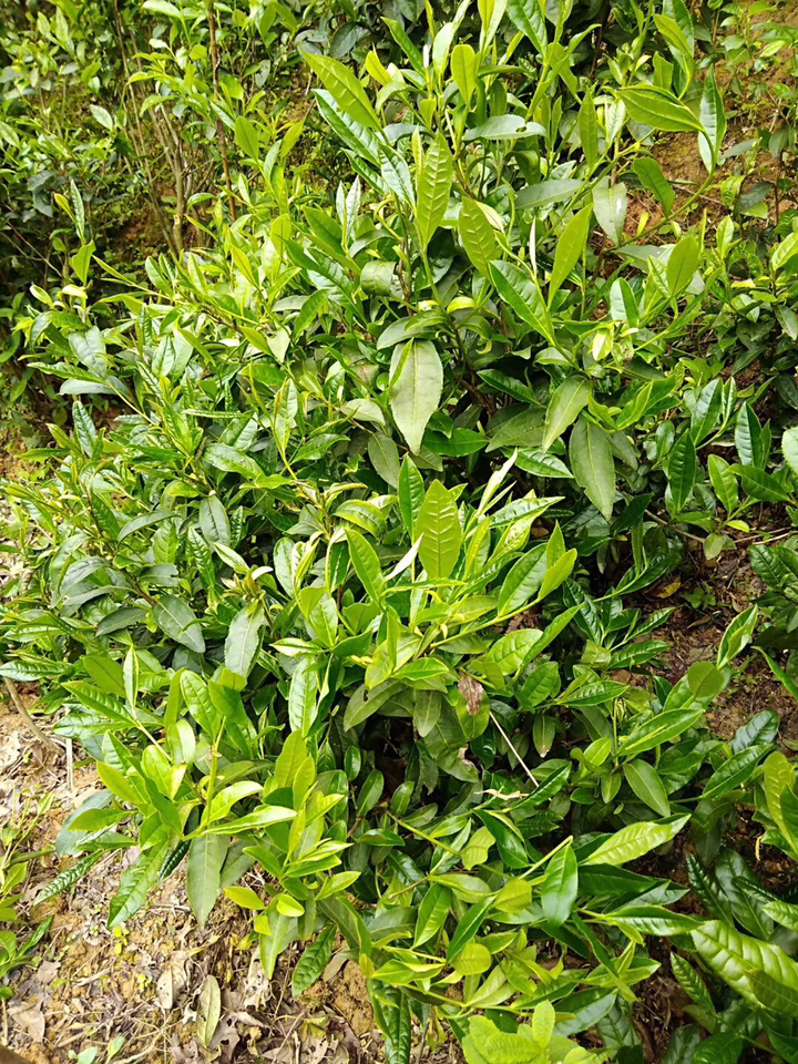 论:茶叶的各种喝法～老家原生态农家小山茶!-度小视